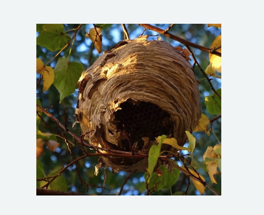 Обработка от шершней Полянка метро Москвы