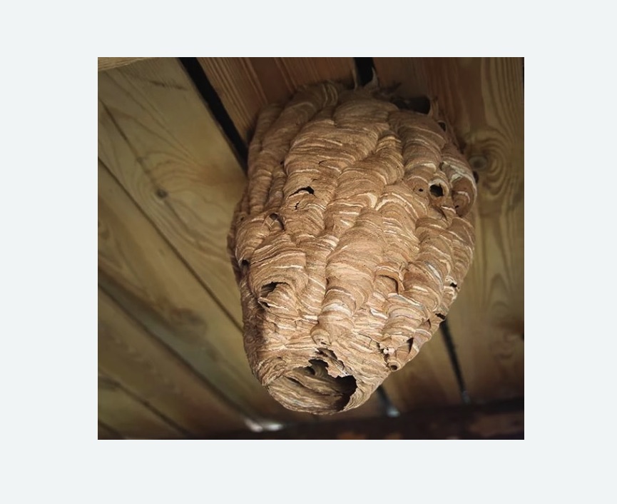 обработка от шершней Полянка метро Москвы