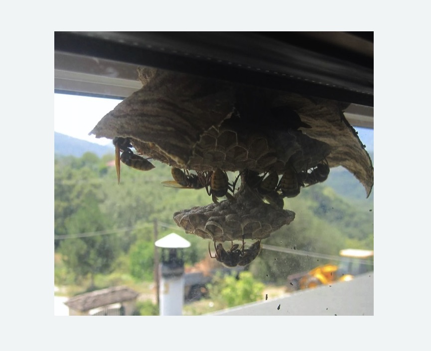 Уничтожение гнёзд шершней Полянка метро Москвы