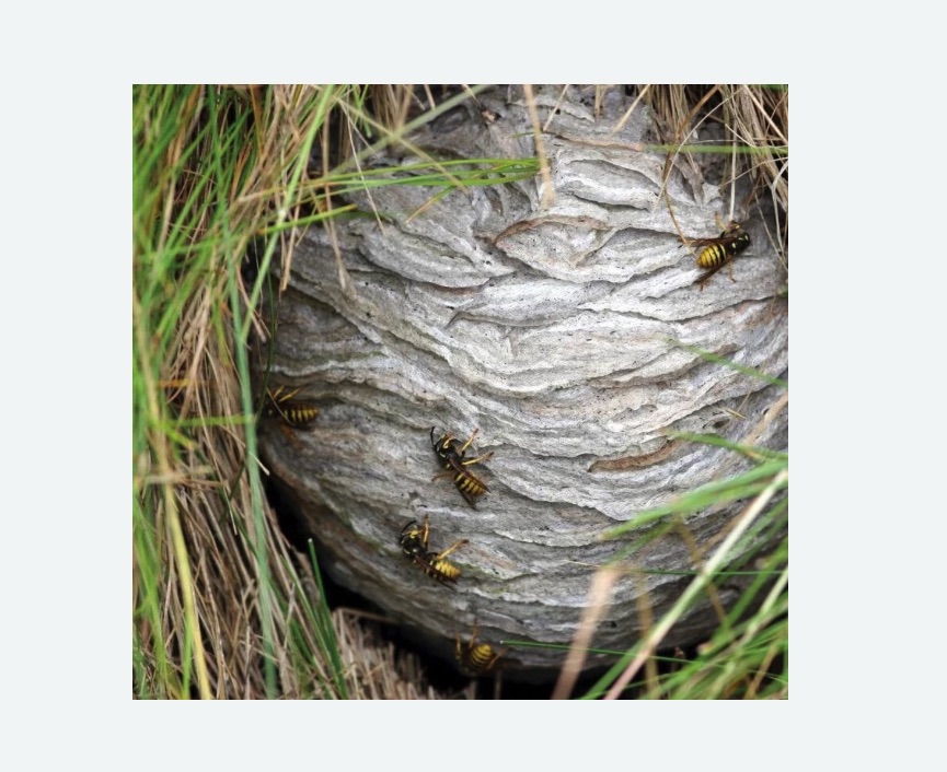 Уничтожение ос и ульев Полянка метро Москвы